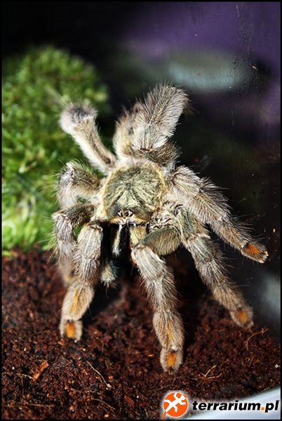 P.cambridgei #1