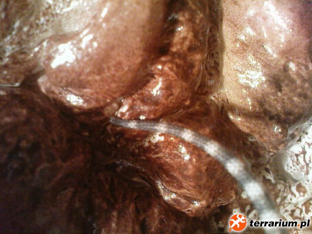 DSC00474