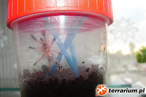 Ephebopus cyanognathus