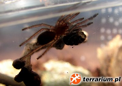 Tapinauchenius violaceus L1