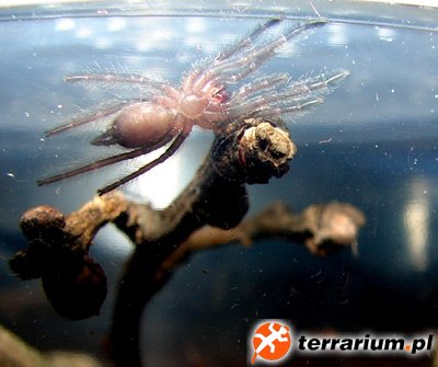 Tapinauchenius violaceus L1