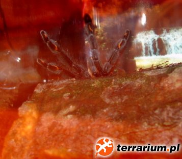 P. irminia
