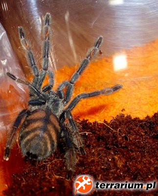 P. irminia