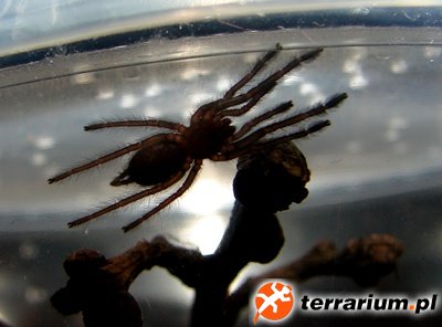 Tapinauchenius violaceus L1