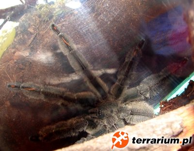 P. irminia