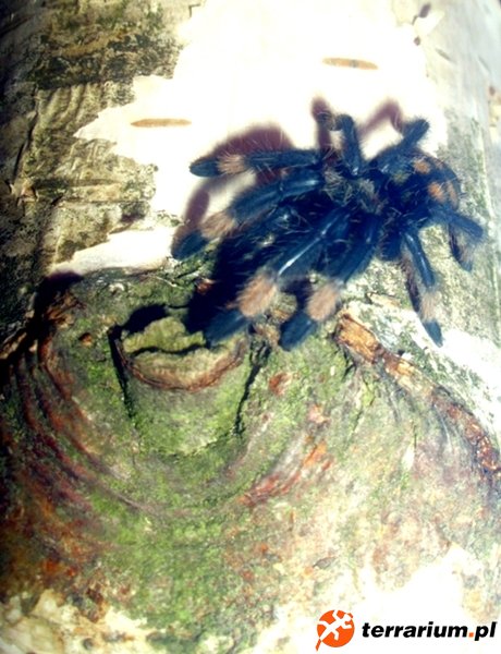 Psalmopoeus irminia