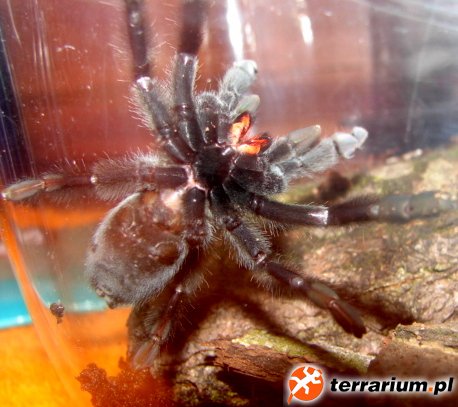 P. irminia