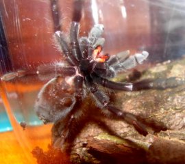 P. irminia P. irminia