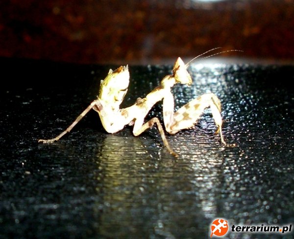 Creobroter gemmatus