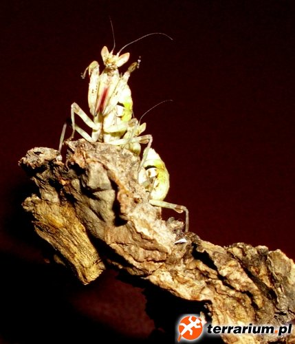C. gemmatus