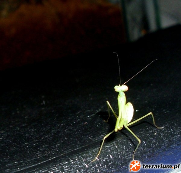 Hierodula majuscula L2