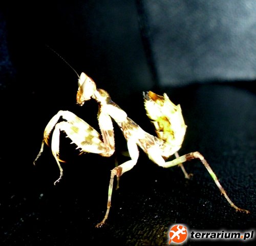 C.gemmatus
