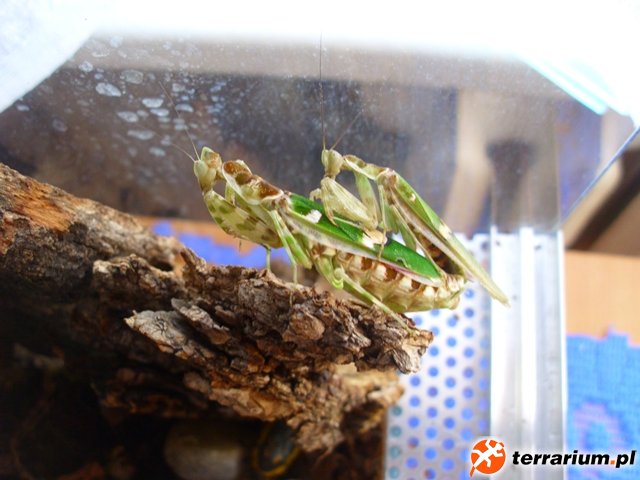 Creobroter gemmatus - kopulacja