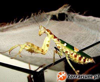 C. gemmatus