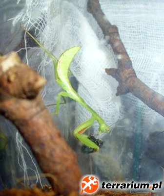 Majuscula