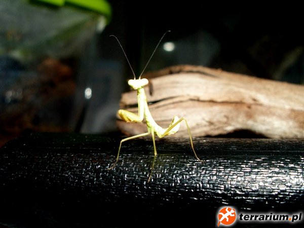 Hierodula majuscula L2