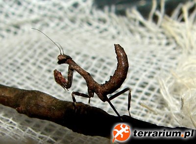 Popa spurca