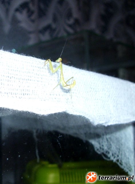 Hierodula majuscula L2