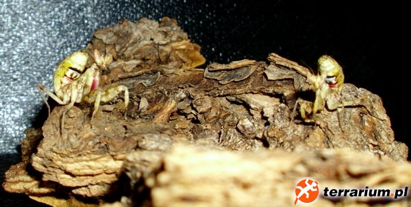 C.gemmatus