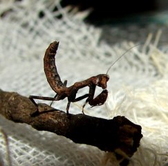 Popa spurca L2 Popa spurca L2