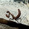 Popa spurca