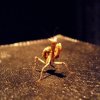 Creobroter gemmatus