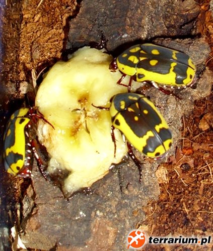 Pachnoda aemula