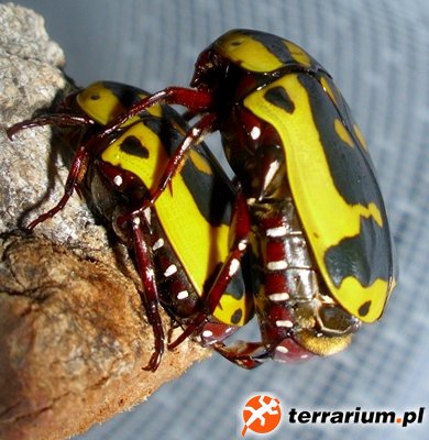 Aemula