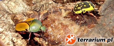 Pachnody i Eudicella smithi bertherandi