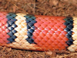 L.m.t orange L.m.t orange