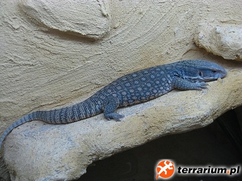IMG 0729