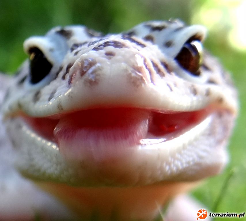 Zjem cię robaczku ! :P