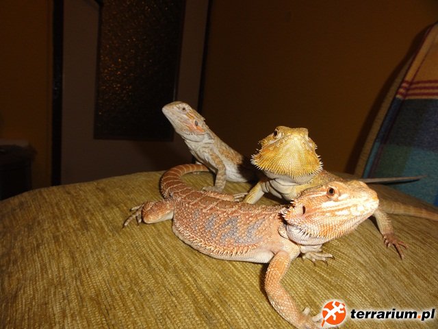 Cytrynka, Xenia i Bandzior