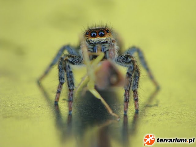 Carrhotus xanthogramma