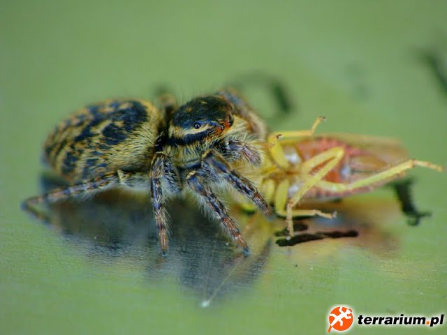 Carrhotus xanthogramma