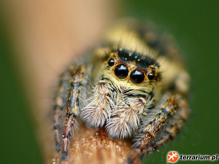 Carrhotus xanthogramma