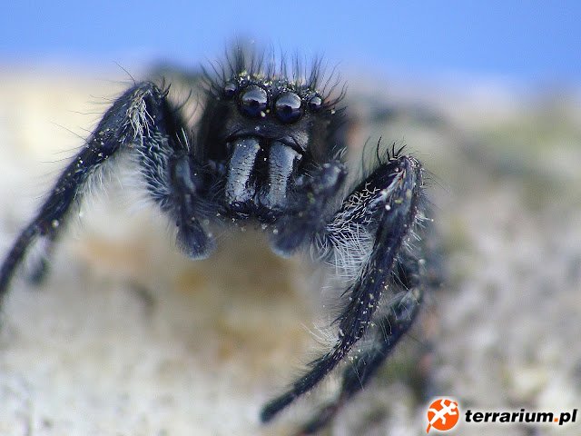 Carrhotus xanthogramma