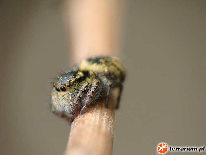 Carrhotus xanthogramma