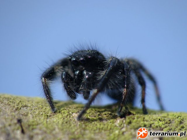 Carrhotus xanthogramma