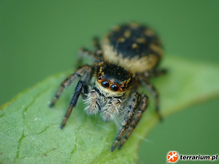 Carrhotus xanthogramma