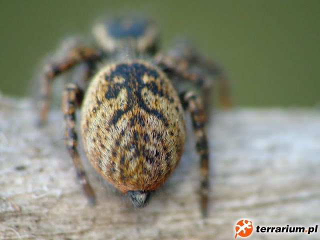 Carrhotus xanthogramma