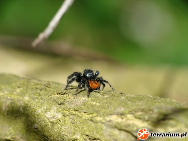 Carrhotus xanthogramma