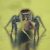 Carrhotus xanthogramma