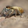 Carrhotus xanthogramma