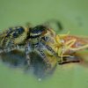 Carrhotus xanthogramma