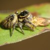 Carrhotus xanthogramma