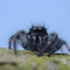 Carrhotus xanthogramma