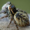 Carrhotus xanthogramma