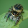 Carrhotus xanthogramma
