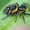 Carrhotus xanthogramma